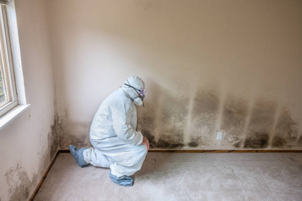 Best Industrial Mold Remediation  in Breckenridge Hills, MO